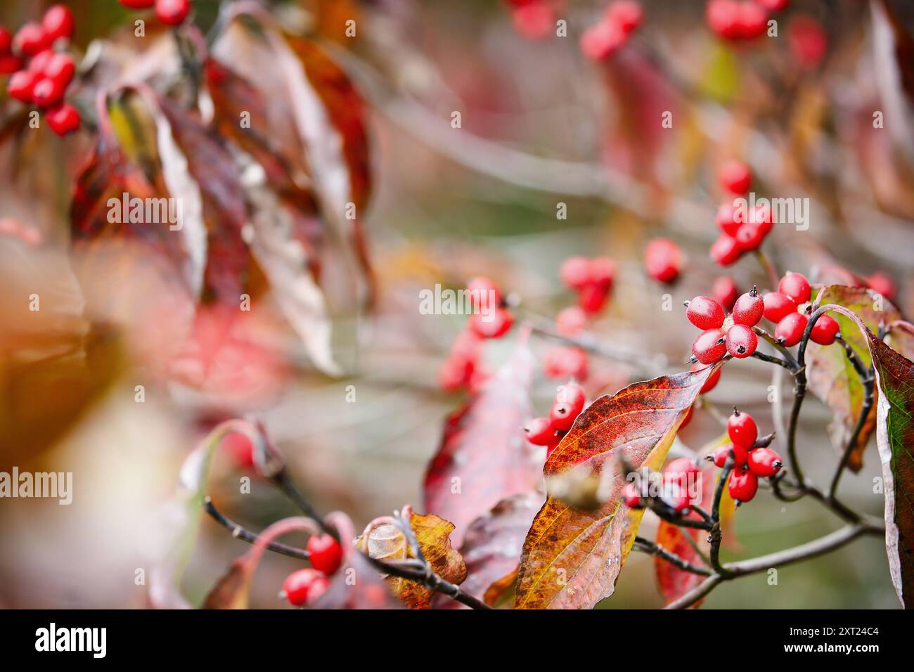 Herbstlaub und rote Beeren des einheimischen amerikanischen Hartholzbaums Cornus florida im südlichen Zentral-Kentucky. Geringe Schärfentiefe. Selektiver Fokus Stockfoto