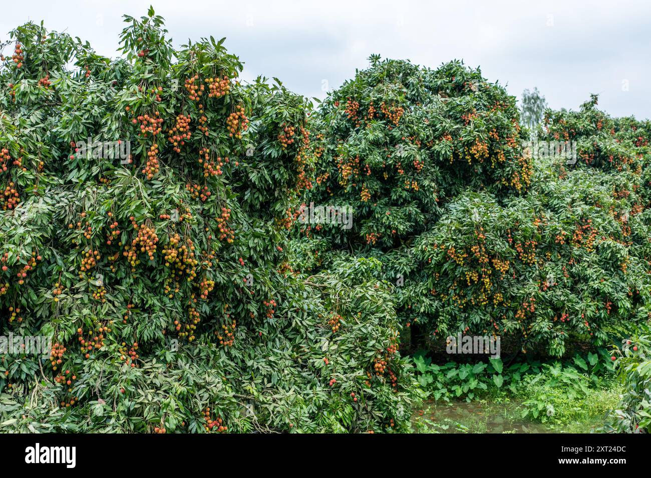 Frische Litschi-Früchte hängen reif in einem üppigen Gartengarten. Saftige, rote Cluster bereit für die Ernte. Tropische Atmosphäre, natürliche Süße, lebhafter Sommer Stockfoto