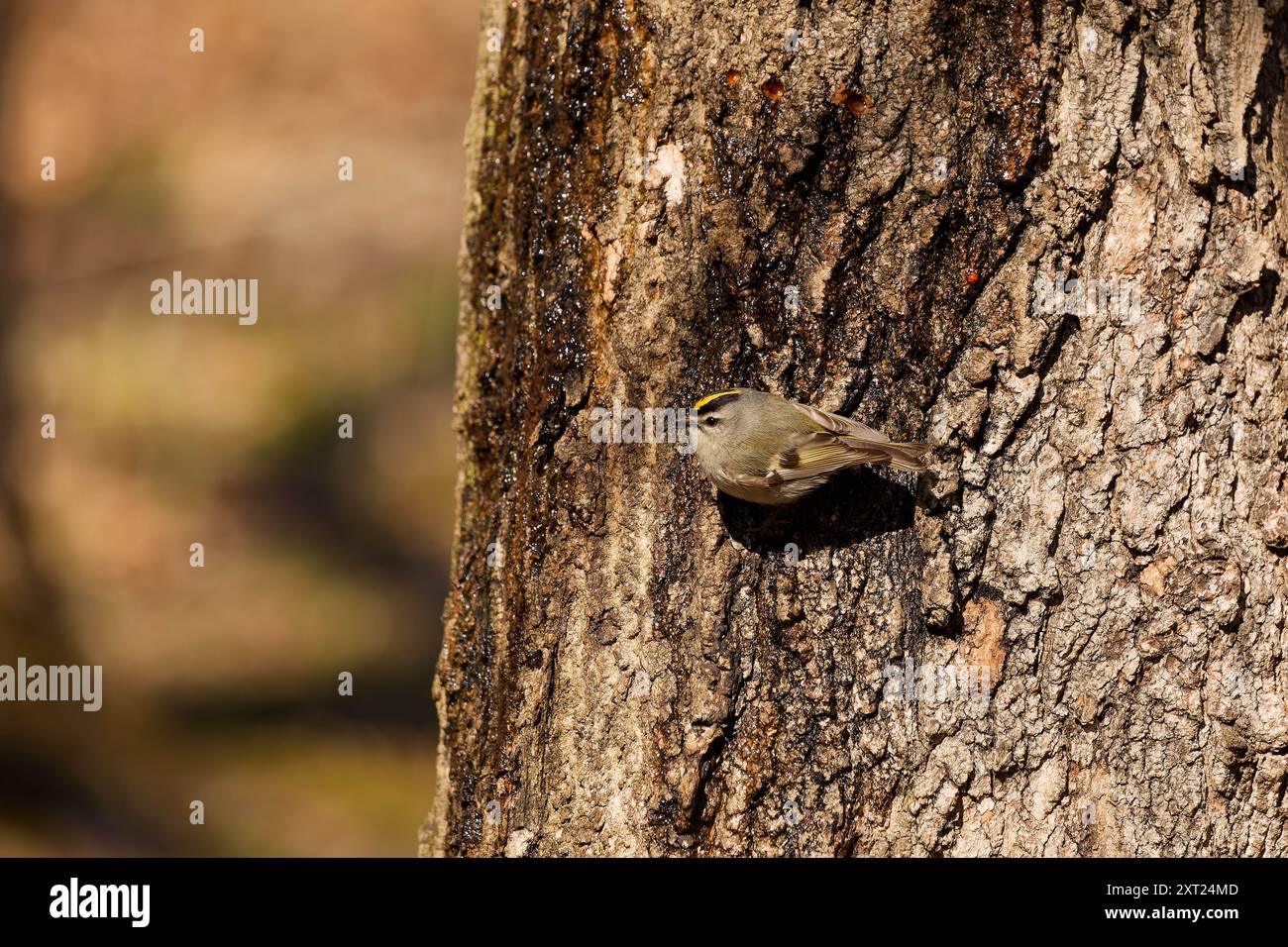 Goldener Königskreis (Regulus satrapa) Stockfoto