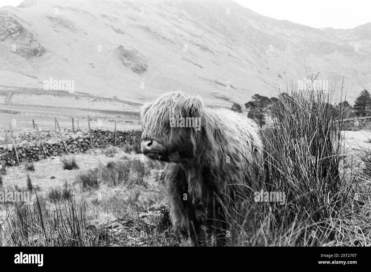 Hochlandkuh bei Buttermere Stockfoto