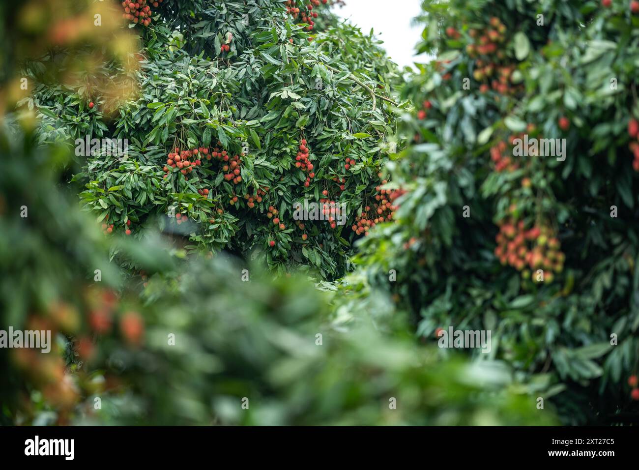 Frische Litschi-Früchte hängen reif in einem üppigen Gartengarten. Saftige, rote Cluster bereit für die Ernte. Tropische Atmosphäre, natürliche Süße, lebhafter Sommer Stockfoto