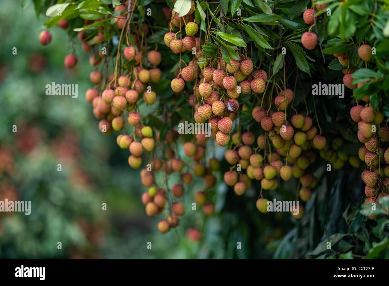 Frische Litschi-Früchte hängen reif in einem üppigen Gartengarten. Saftige, rote Cluster bereit für die Ernte. Tropische Atmosphäre, natürliche Süße, lebhafter Sommer Stockfoto