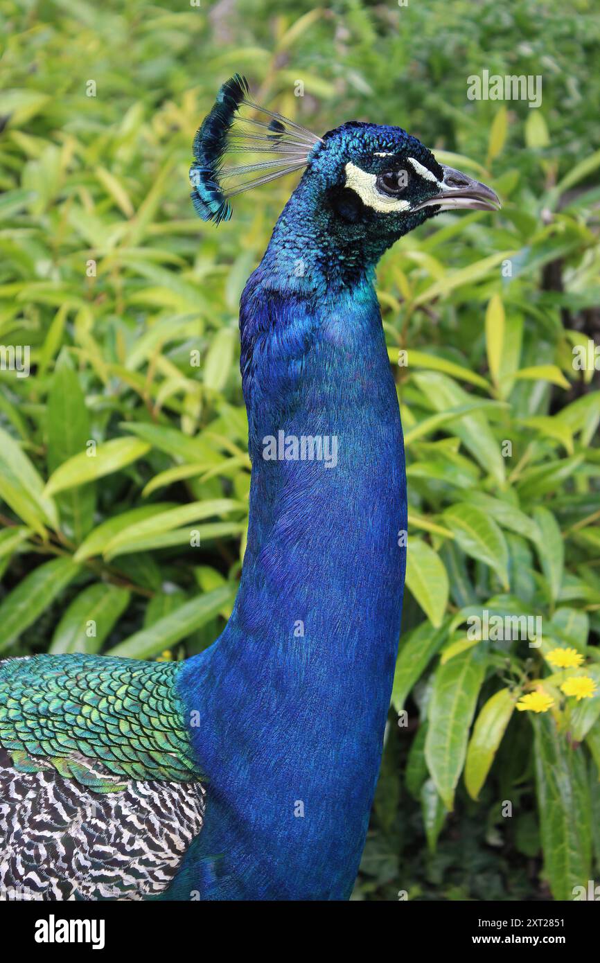 Pfau-Portrait Stockfoto