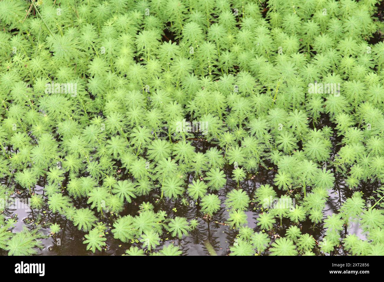 Papageienfeder - Myriophyllum aquaticum Stockfoto