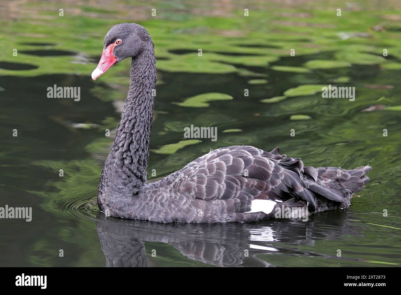 Black Swan Cygnus olor Stockfoto