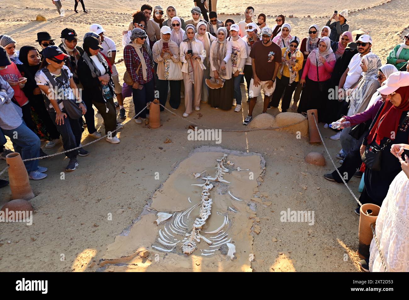 Kairo, Ägypten. August 2024. Touristen besuchen Walfossilien im Wadi Al-Hitan in Fayoum, Ägypten, 12. August 2024. Wadi Al-Hitan, oder Whale Valley, befindet sich in der Wüste von Fayoum und enthält unschätzbare fossile Überreste der frühesten und heute ausgestorbenen Unterordnung der Wale, Archaeoceti. Quelle: Ahmed Gomaa/Xinhua/Alamy Live News Stockfoto