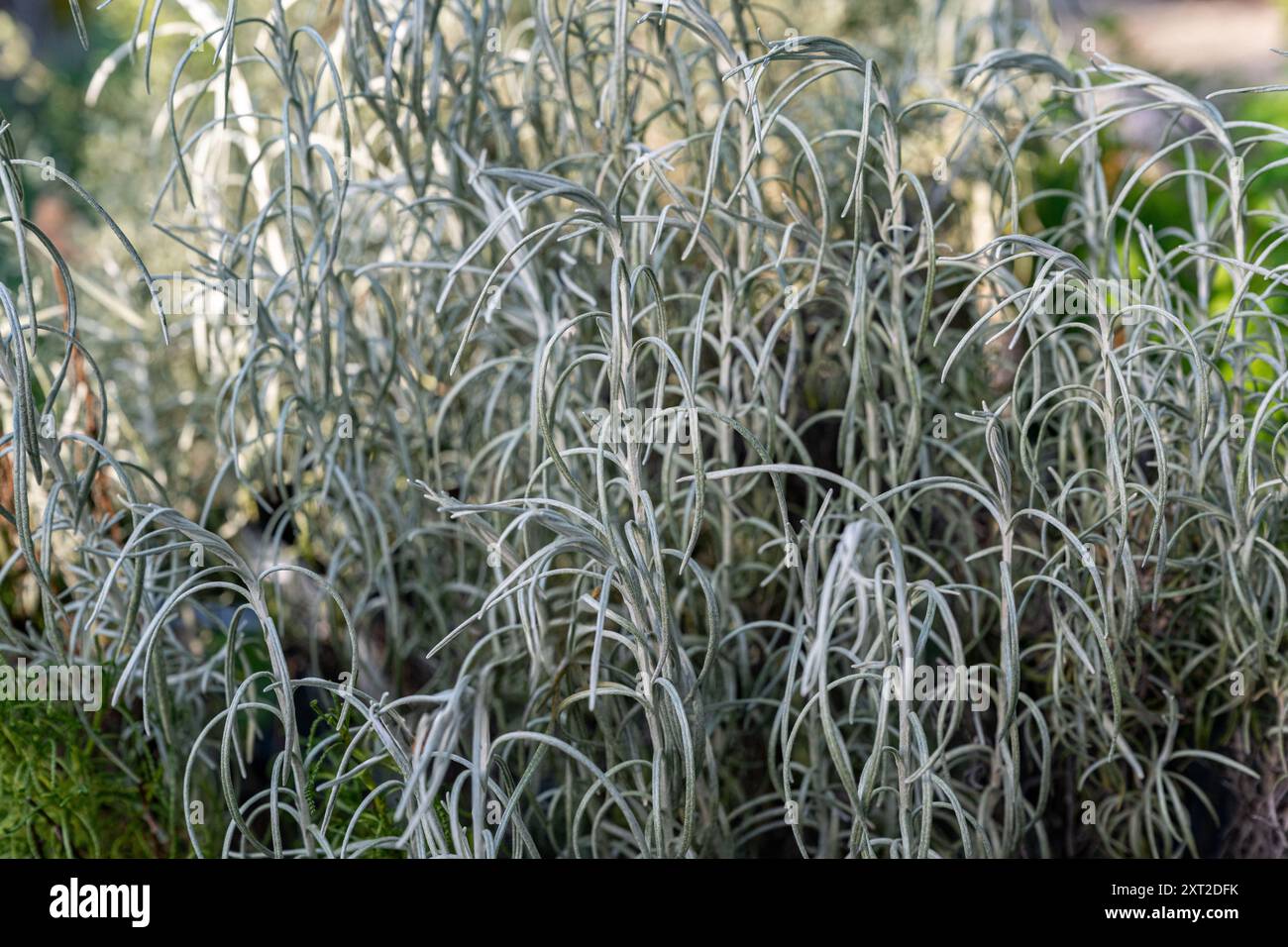 Curry-Pflanze, Helichrysum unsere, ein Silber-leaved Kraut Stockfoto