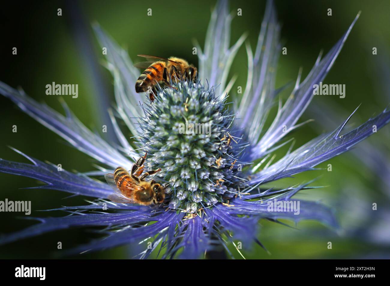 Eryngium X zabelii Jos Eijking (Sea Stechly): Honigbienen lieben den elektrischen blauen aufrechten Kegel aus Nektar und Pollenreichen, winzigen Blüten und stacheligen Blättern. Makro Stockfoto Eryngium X zabelii Jos Eijking (Sea Stechly): Honigbienen lieben den elektrischen blauen aufrechten Kegel aus Nektar und Pollenreichen, winzigen Blüten und stacheligen Blättern. Makro Stockfoto