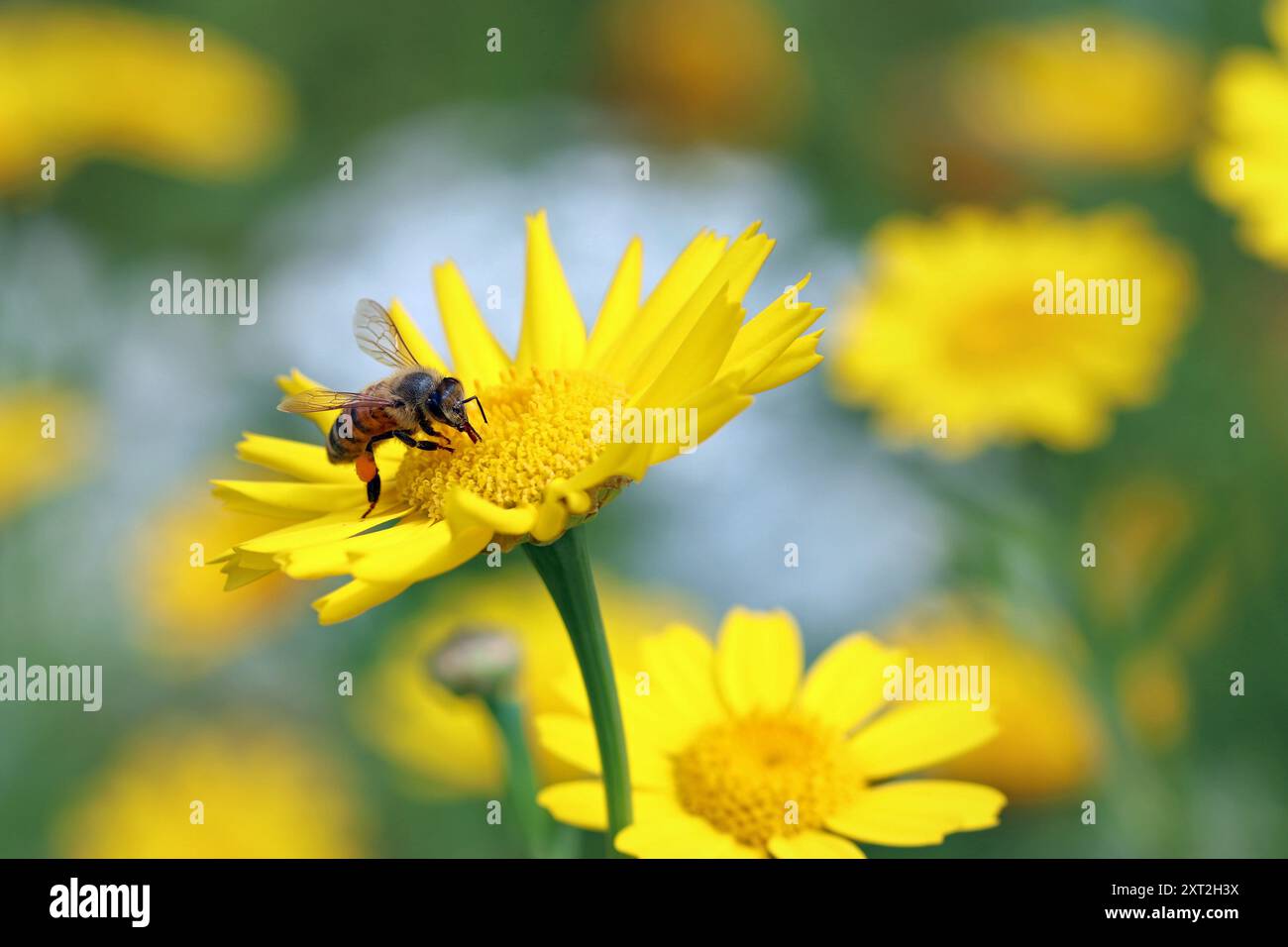 Honigbiene mit Pollensack auf Beinsammelnektar und Pollen von einer hellgelben Maismarigold (Glebionis segetum). Wildblumenwiese, England, Juli Stockfoto