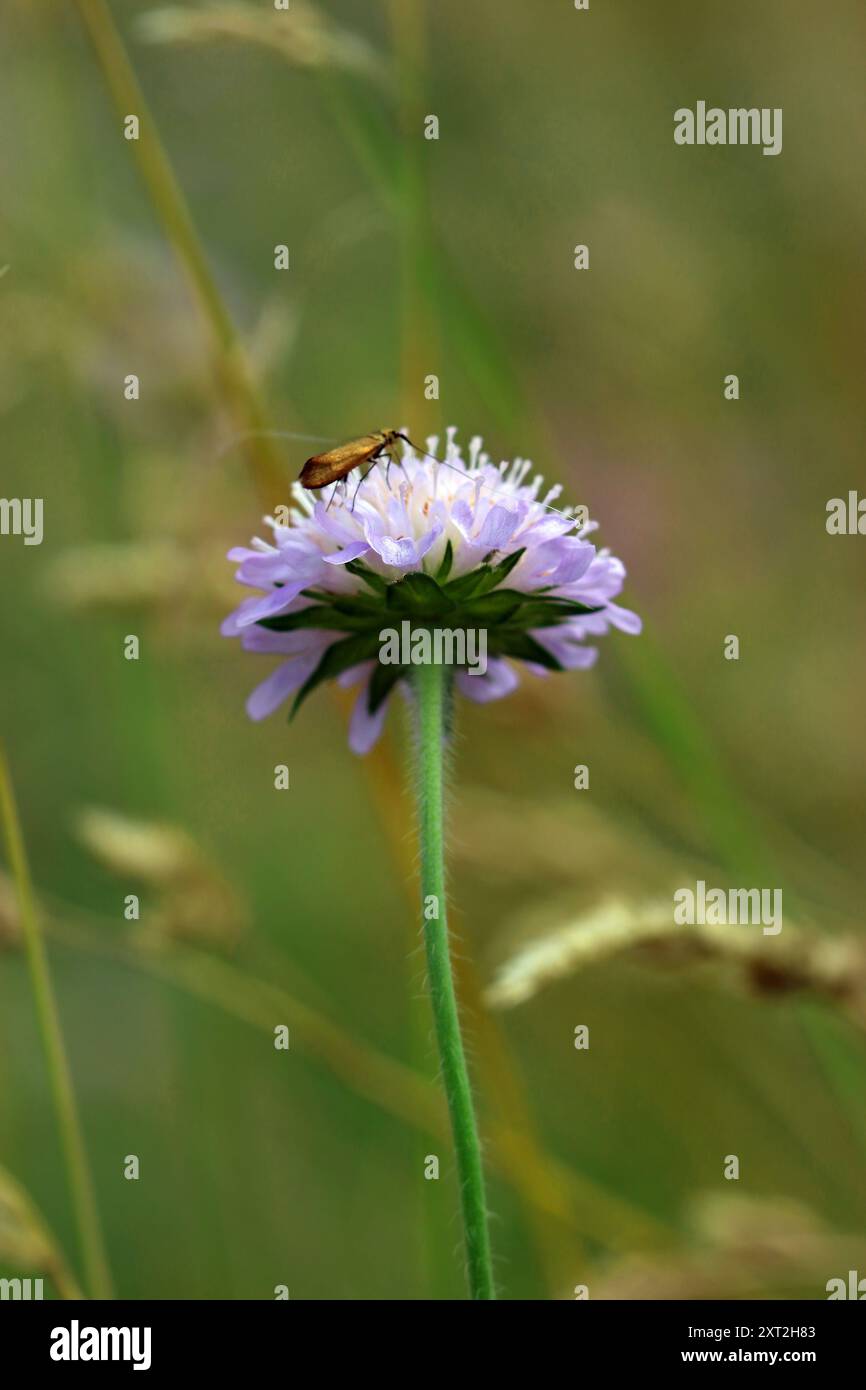 Makrobild einer blassfarbenen Lavendelwildblume (Scabiosa Butterfly Blue; Pincushion) auf ihrem Wirbel. Wildblumenwiese, Juli, England. Stockfoto