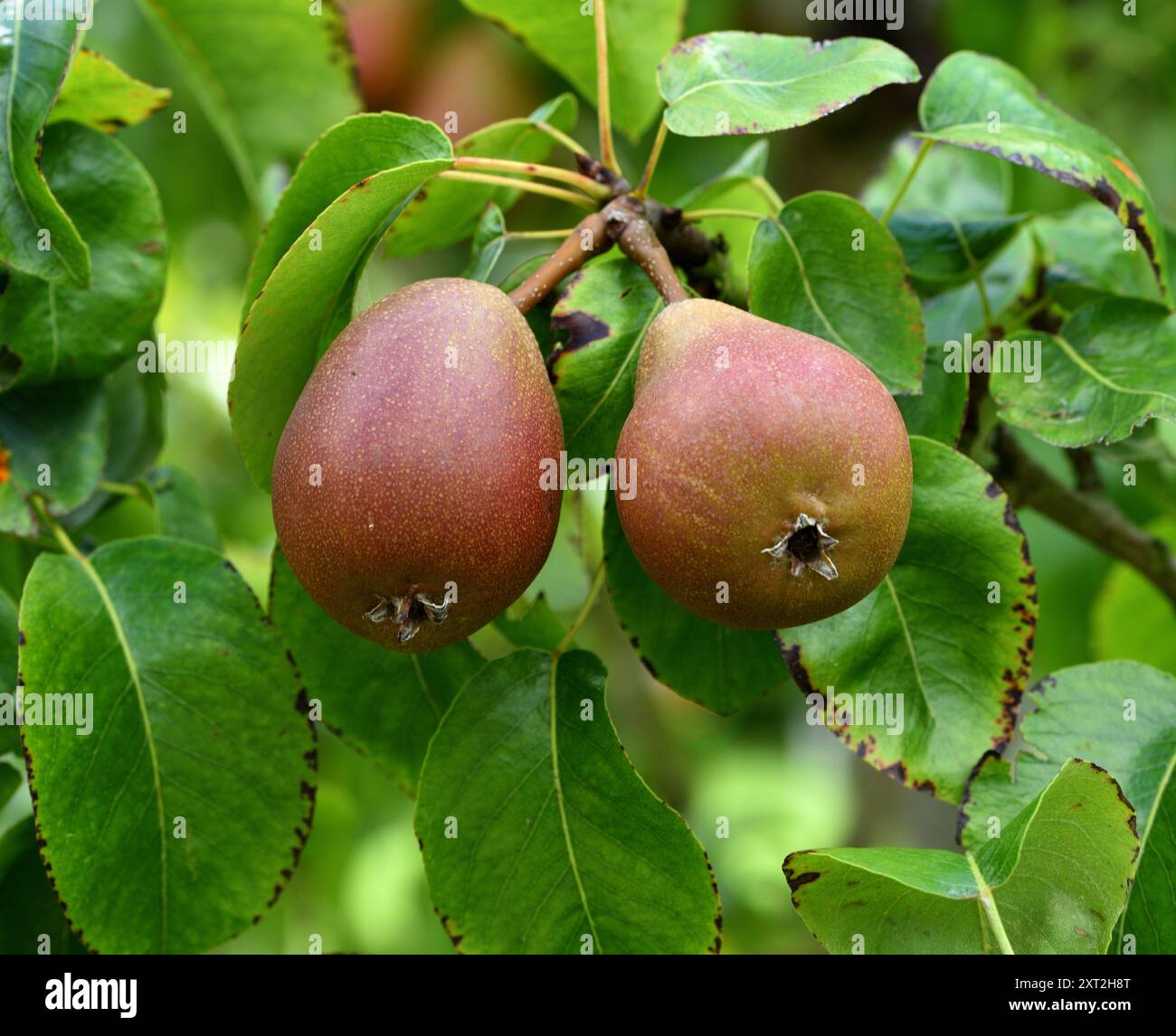 Nahaufnahme der Frucht eines Beurre Hardy Birnenbaums. Stockfoto