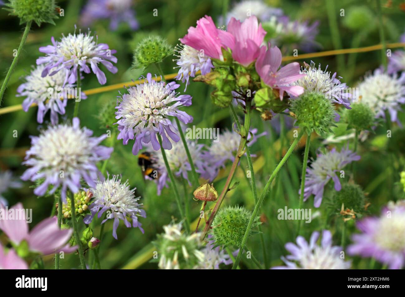 Nahaufnahme eines Gewirrs von „Butterfly Blue“ Scabiosa-Blumenköpfen (Pincushion-Blüten) an ihren Wirbeln auf einer englischen Wildblumenwiese. Juli. Stockfoto