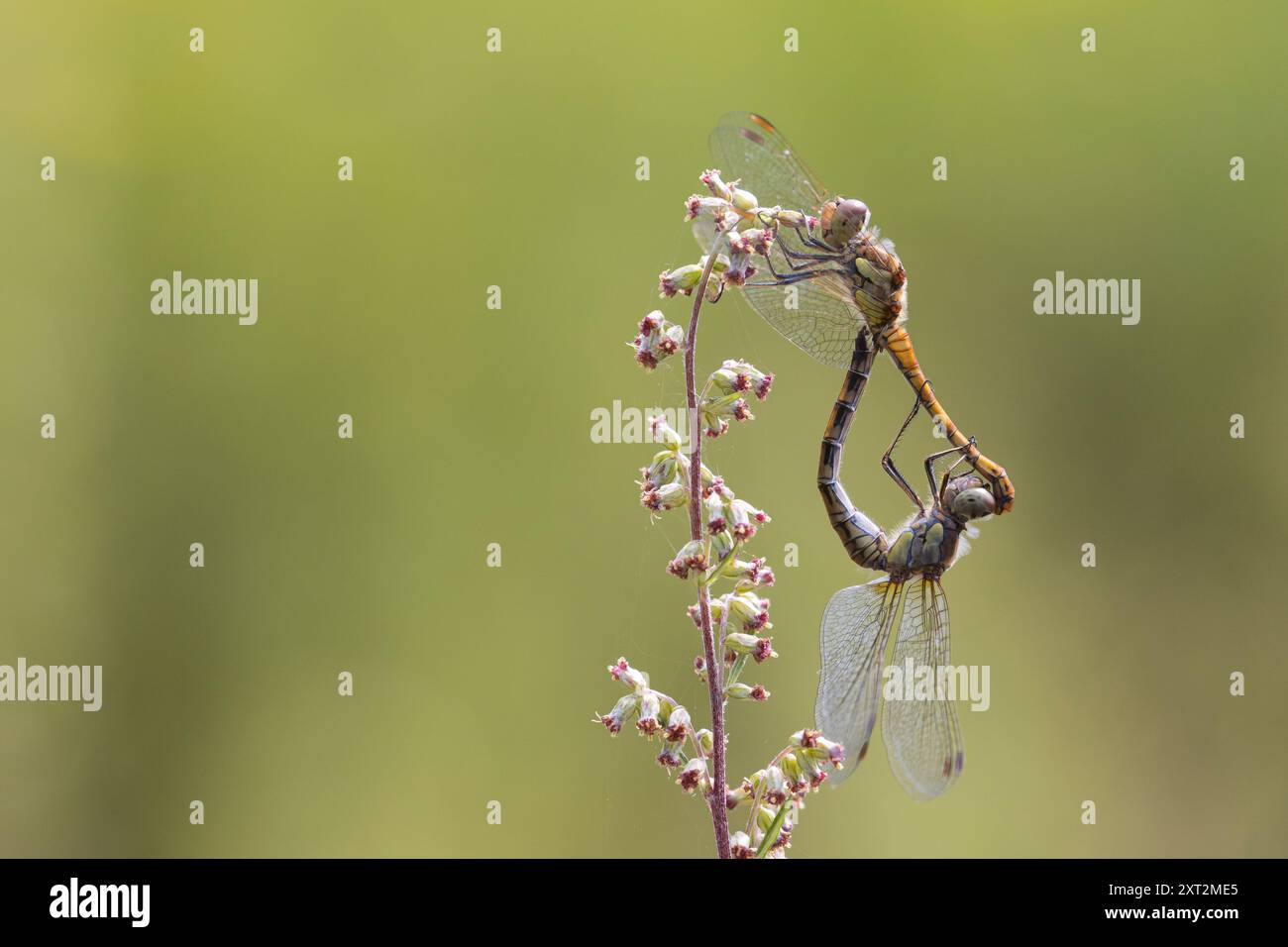 Große Heidelibelle, Große Heidelibelle, Heidelibelle, Paarung, Paarungsrad, Paar, Kopulation, Kopula, Männchen und Weibchen, Sympetrum striolatum, C Stockfoto