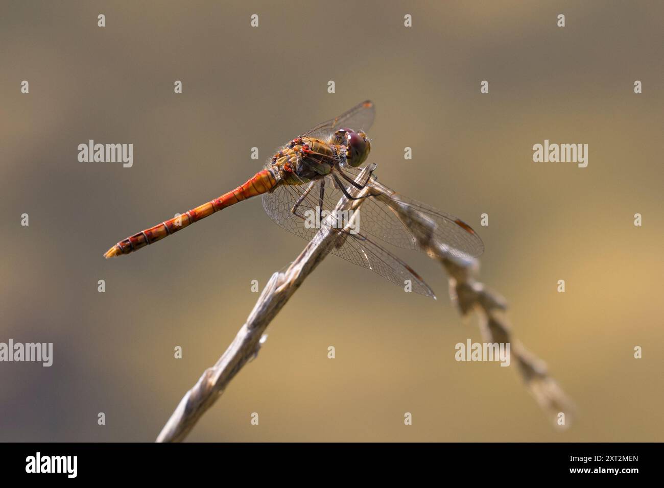 Große Heidelibelle, große Heidelibelle, Heidelibelle, Männchen, Sympetrum striolatum, Darter, männlich, Le Sympétrum Strié Stockfoto