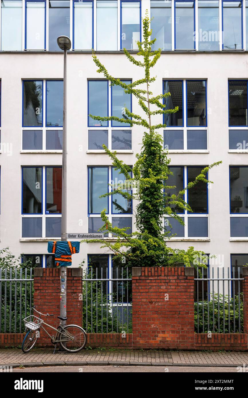 Vor einem Gebäude an der Straße unter Krahnenbaeumen, Köln, wächst ein Ginkgobaum. ein Ginkgo Baum waechst vor einem Gebaeude an der Str Stockfoto