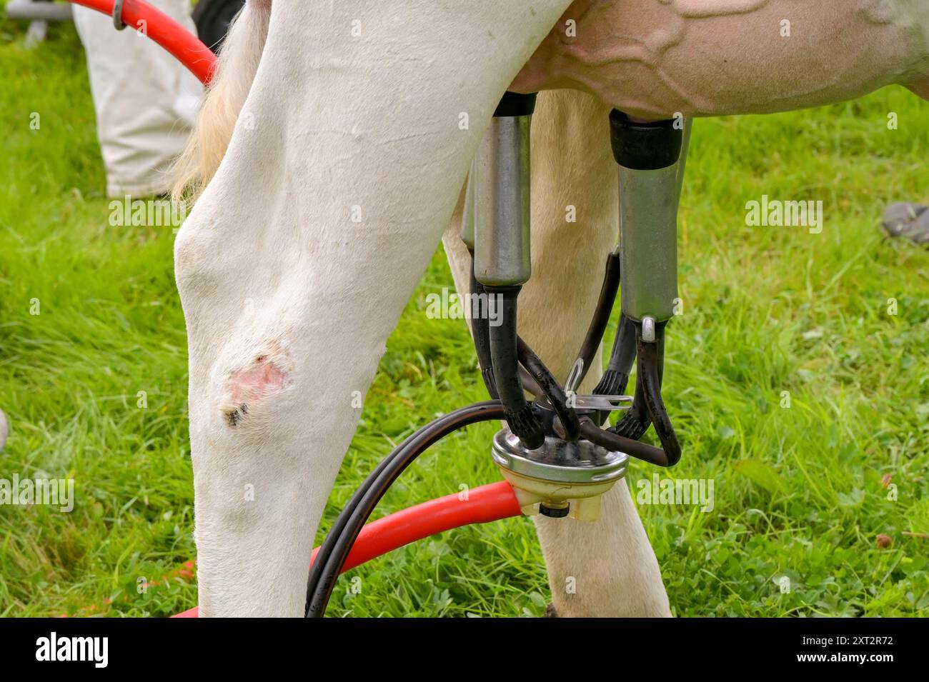 Penllyne, Cowbridge, Vale of Glamorgan, Wales, Großbritannien - 7. August 2024: Nahaufnahme einer Kuh, die mit einer tragbaren Melkmaschine gemolken wird. Stockfoto