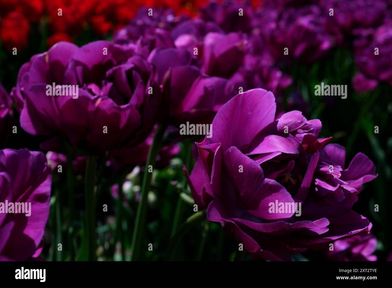 Schöne blühende sanfte frische rosa Tulpen im frühen Frühling im Park Niederlande, Feld der rosa Tulpen atemberaubender Sonnenuntergang über den niederländischen Tulpenfeldern: Eine lebendige Frühlingslandlandschaft Stockfoto