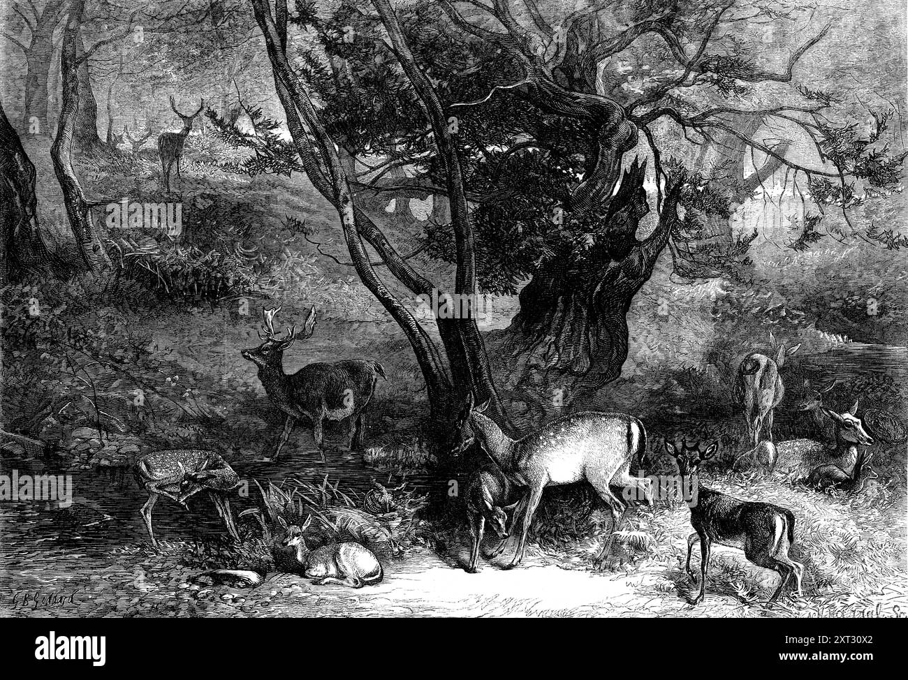 Die Monate: Ein Hirschpark im Juli 1871. "Nichts ist englischer als der weitläufige Park mit Gras und trees...in, in dem eine Herde von Damhirschen wegen ihrer Schönheit gehalten wird, während ein Teil des Bodens manchmal als Weide für Ochsen oder Schafe genutzt wird. Der mächtige Stamm des alten Buchenbaums, der halb von Ästen und Laub zerstört wurde, könnte Zeugnis vieler romantischer Ereignisse tragen... diese anmutigen Tiere, welche Getränke aus dem klaren Pool und die frische grüne Klinge, während sie durch das fernige Versteck und über die offenen Rasenflächen ziehen... verdanken ihre Erhaltung der fortgesetzten sozialen Laufbahn Stockfoto