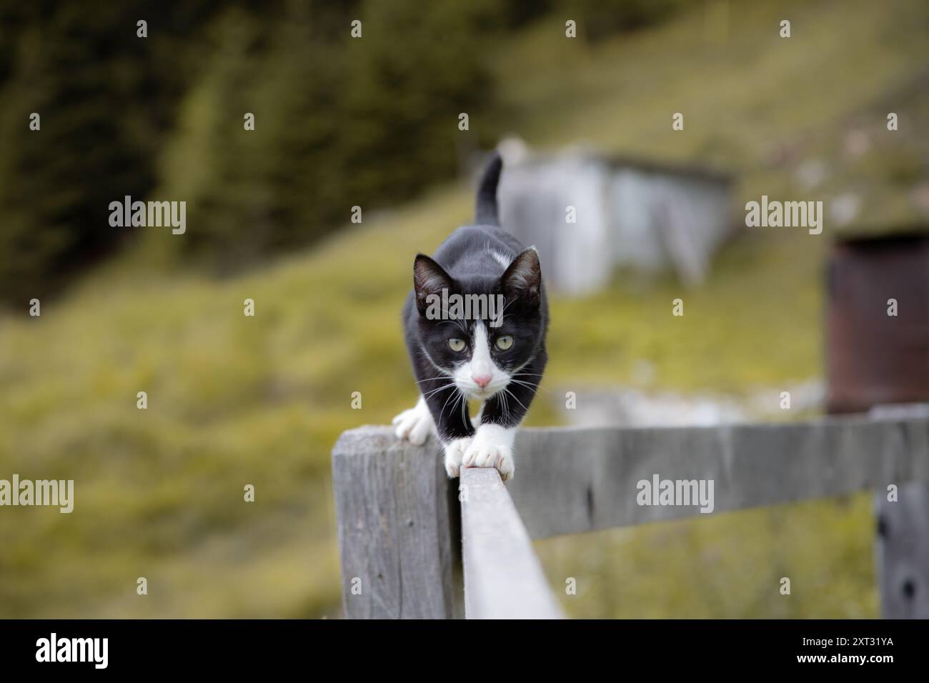 Niedliche schwarze und weiße Katzen mit Bergen Hintergrund in Val Disdende, Italien Stockfoto