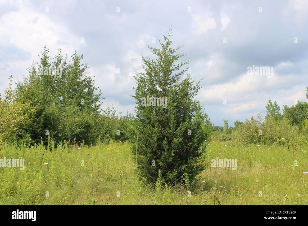 Östliche Rotzeder auf einer Wiese im Raven Glen Forest Preserve in Antioch, Illinois Stockfoto