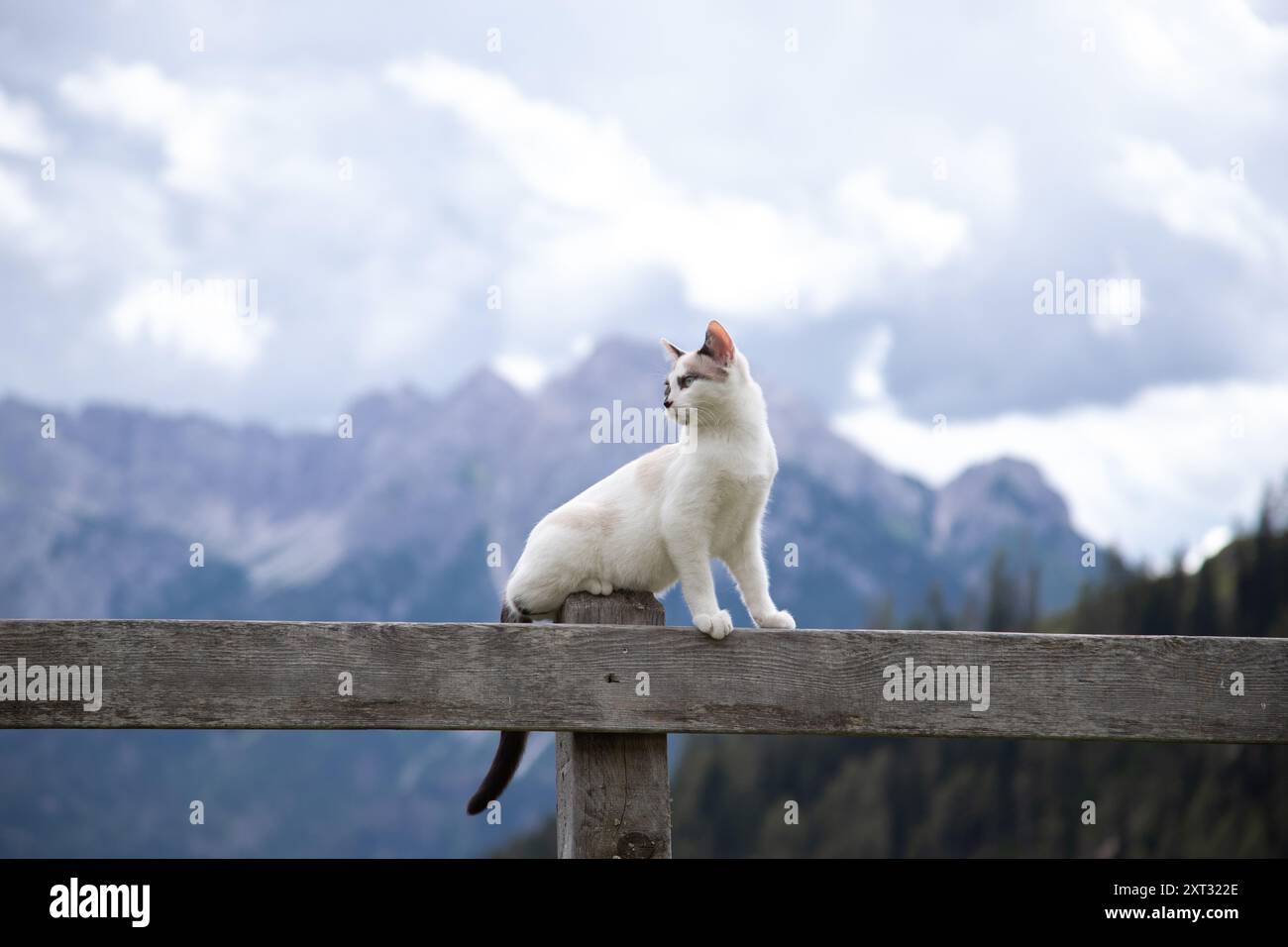 Niedliche schwarze und weiße Katzen mit Bergen Hintergrund in Val Disdende, Italien Stockfoto