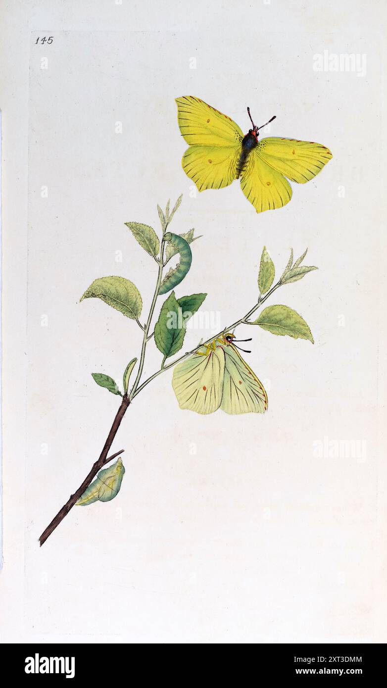 Schwefel Schmetterling, Edward Donovan. 1795. Hohe Auflösung Stockfoto