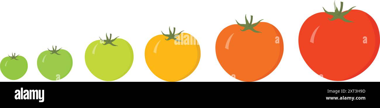 Reise Zur Reifung Von Frischen Bio-Tomaten: Wachstumsphasen Von Tomaten. Volle Tomatenreife Vergleich Grün zu Rot. Bunte Tomatenvariante. Reif, Unreif Stock Vektor