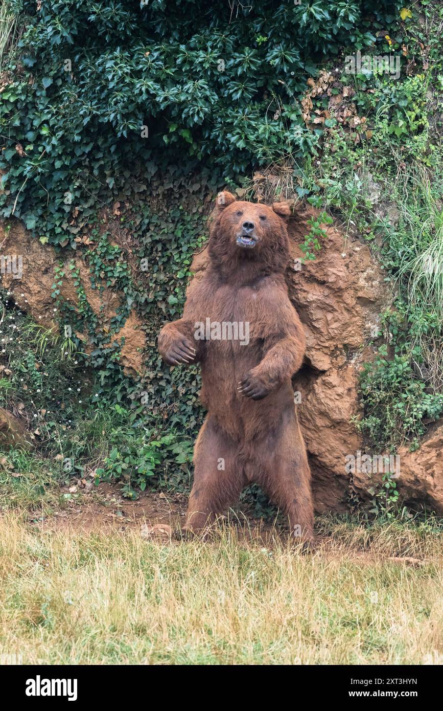 Ein fesselnder Blick auf einen großen braunen Bären, der aufrecht auf seinen Hinterbeinen vor einem üppigen Grün und einer erdigen Kulisse steht und natürliches Verhalten zeigt Stockfoto
