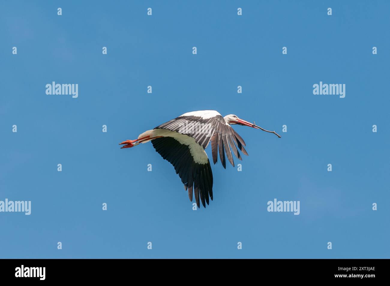 Ein atemberaubender Storch, der während des Fluges gefangen wurde, mit seinen Flügeln, die vollständig gegen einen tiefblauen Himmel gestreckt sind, anmutig in die Höhe schwingt und seine atemberaubende Feder zeigt Stockfoto