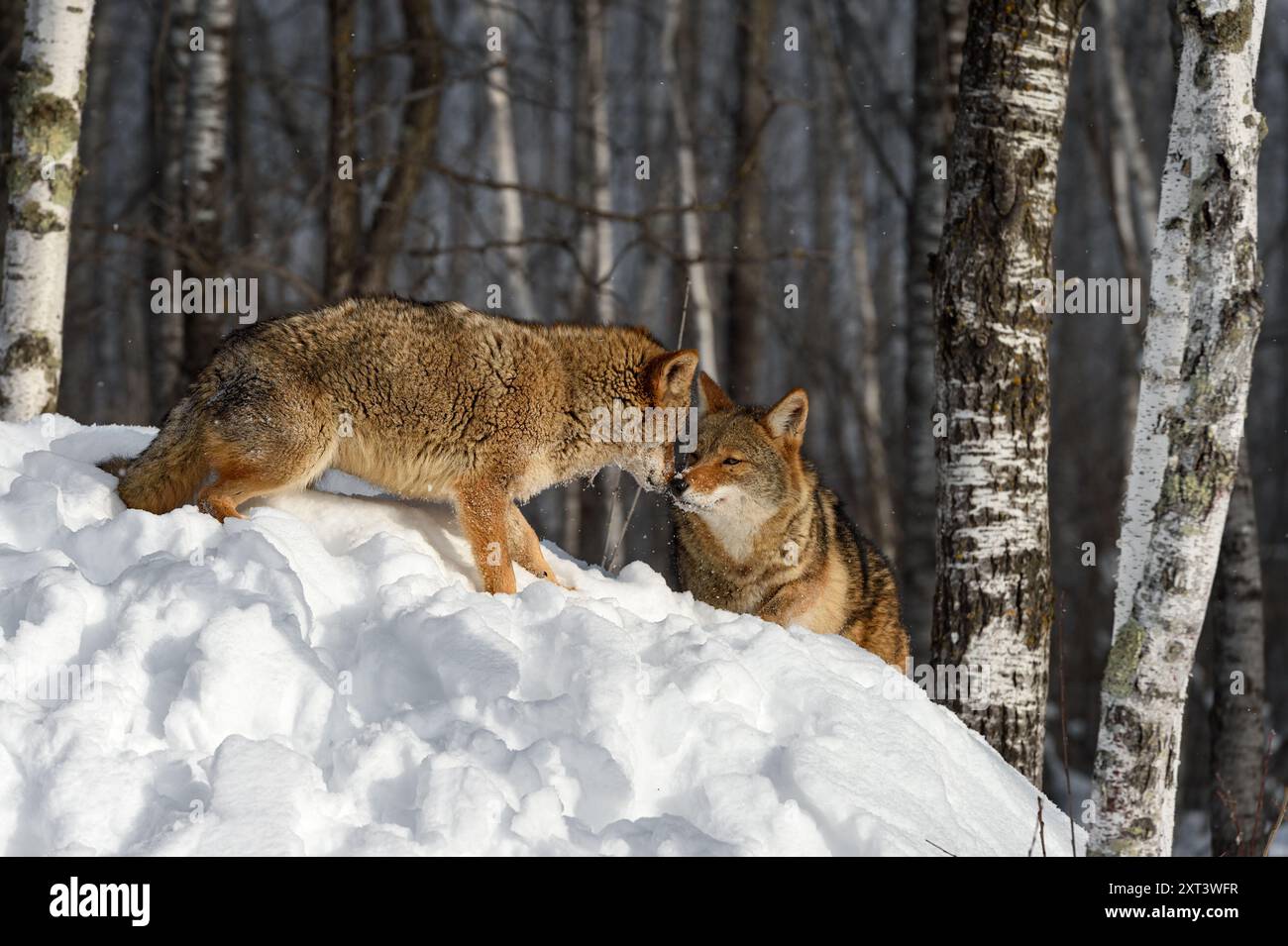 Zwei Kojoten (Canis latrans) berühren Nasen in Birken Winter - Gefangene Tiere Stockfoto