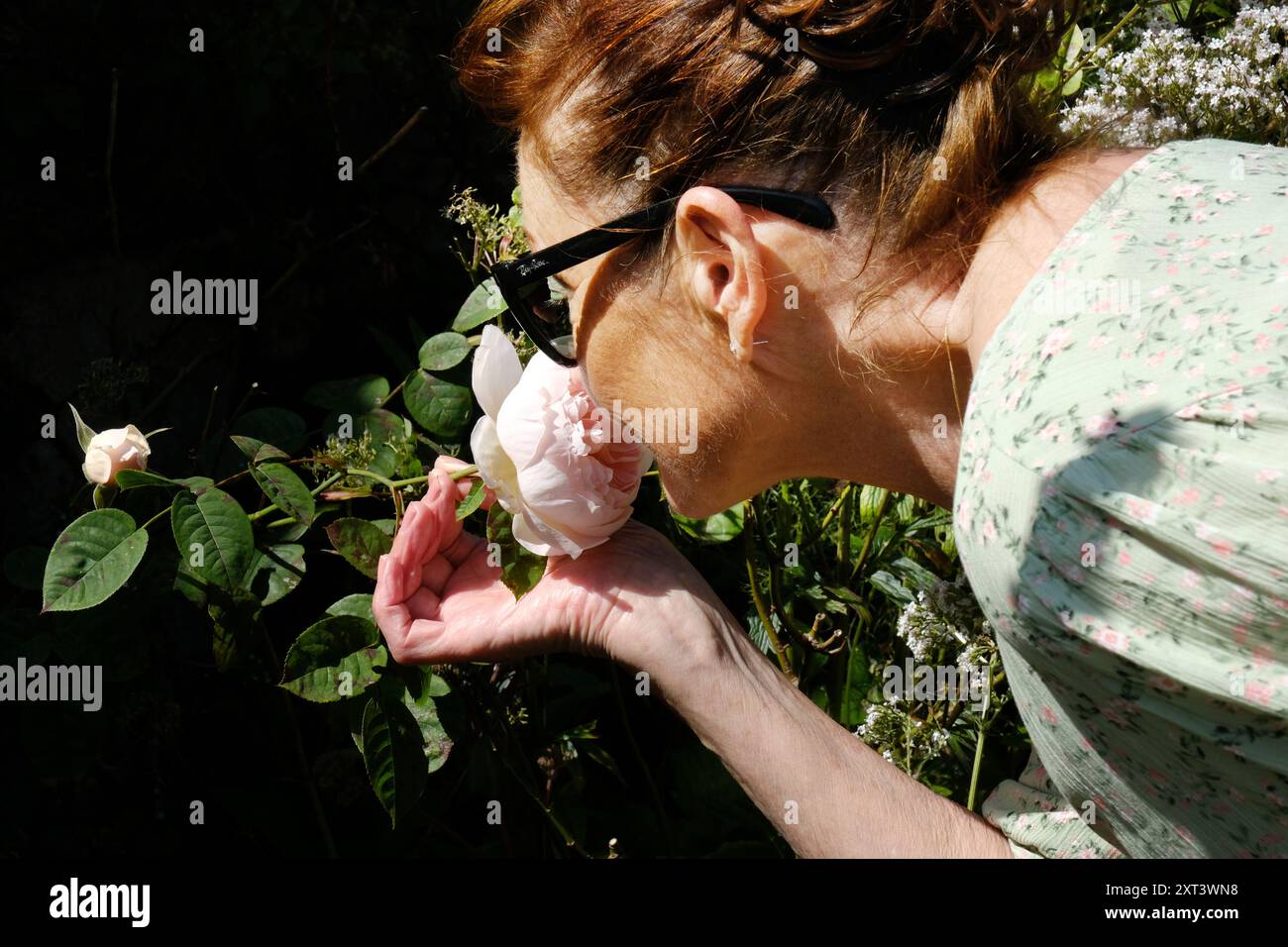 Reife Frau, die eine Gartenrose riecht - John Gollop Stockfoto
