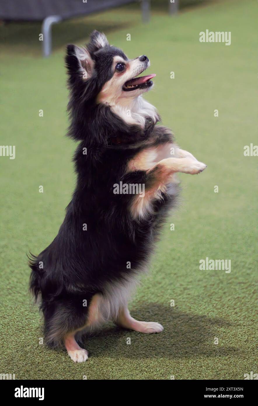 Erwachsene, weiblich, schwarz, weiß und braun, Chihuahua-Hund, auf Hinterbeinen stehend mit gebeugten Vorderpfoten vor ihr, flehend um ein Leckerli, glücklich aussehend. Stockfoto