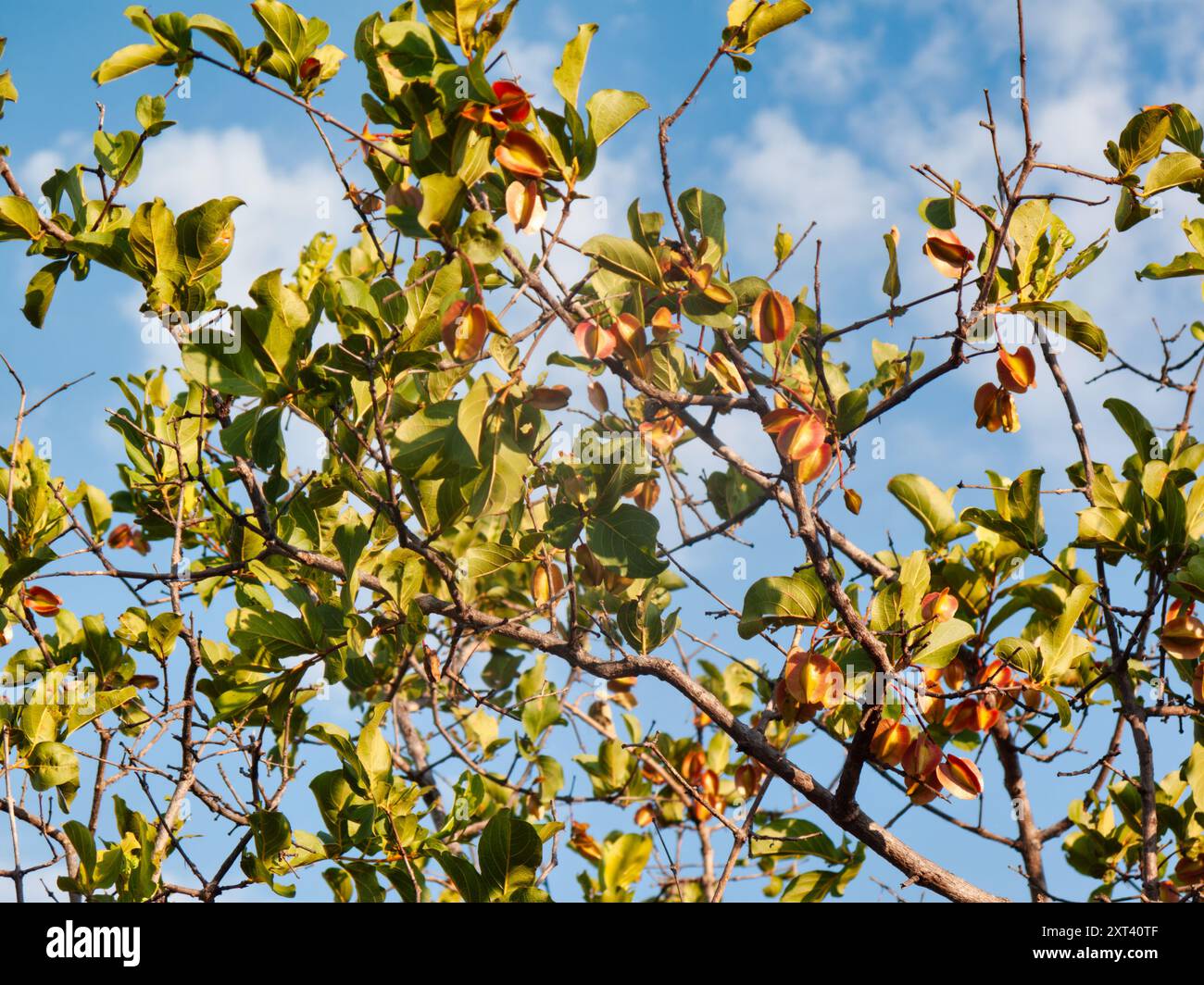 Blätter und Früchte der im südlichen afrika weit verbreiteten roten Buschweide Combretum apiculatum Stockfoto
