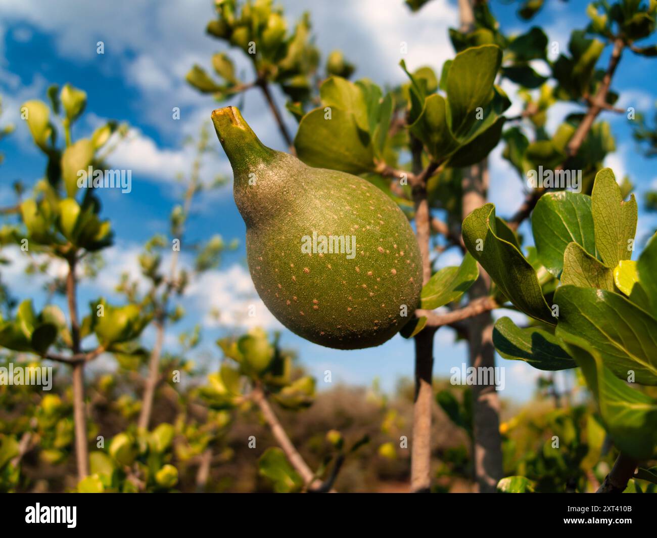 Frucht von Buschveld Gardenia, Transvaal gardenia, Affenorange, zwei Unterarten kommen im südlichen Afrika vor. Stockfoto