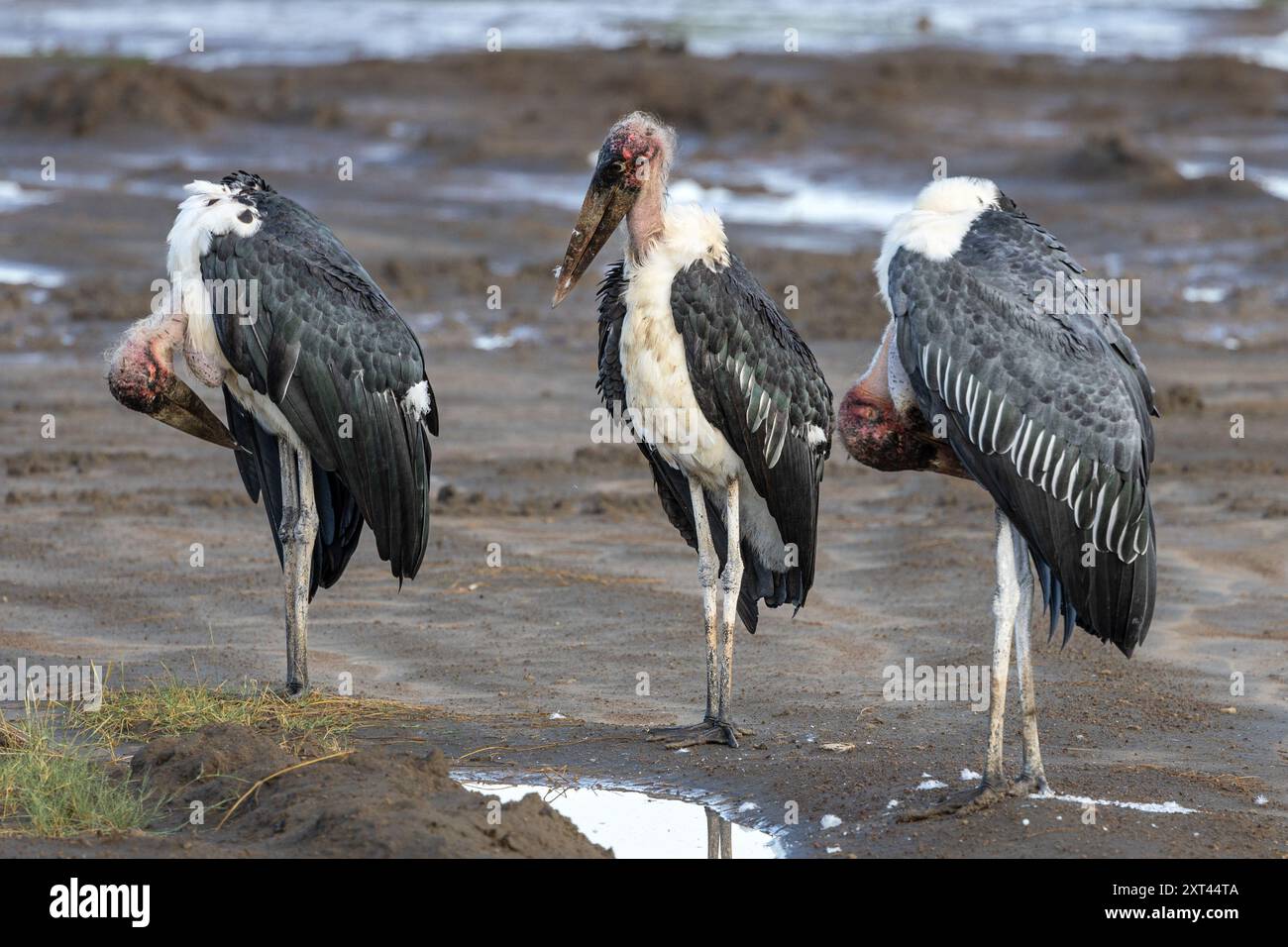 Marabou Stork, Preening, Ndutu Plains, Serengeti Nationalpark, Tansania Stockfoto