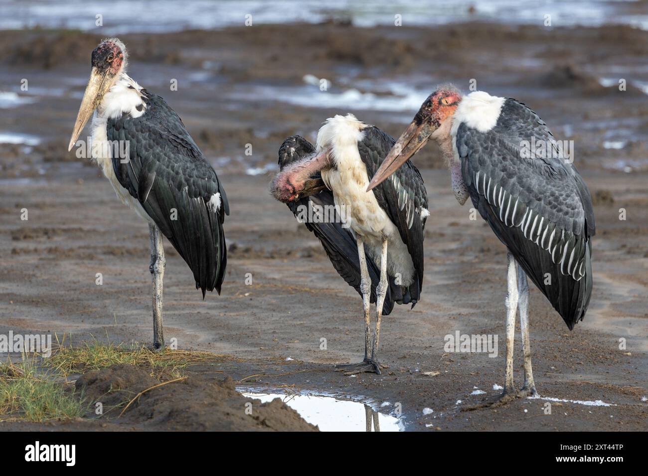 Marabou Stork, Preening, Ndutu Plains, Serengeti Nationalpark, Tansania Stockfoto