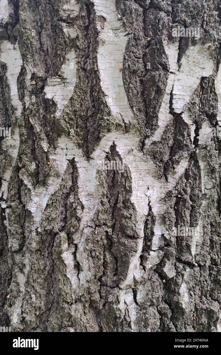 Baumrindenstruktur. Birkenrinde, Nahaufnahme. Bäume mit gemäßigtem kontinentalem Klima. Stockfoto