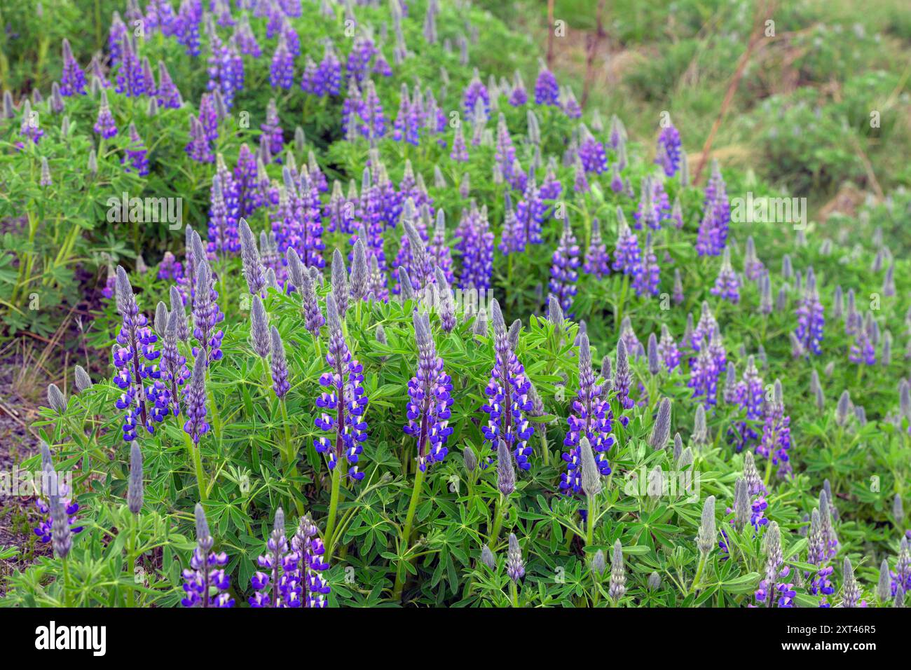 Alaska Lupine (Lupinus nootkatensis) aus Reydarfjordur im Osten Islands Ende Mai. Stockfoto