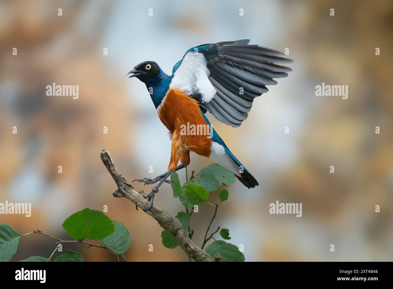 Super Star, Lamprotornis Superbus Stockfoto
