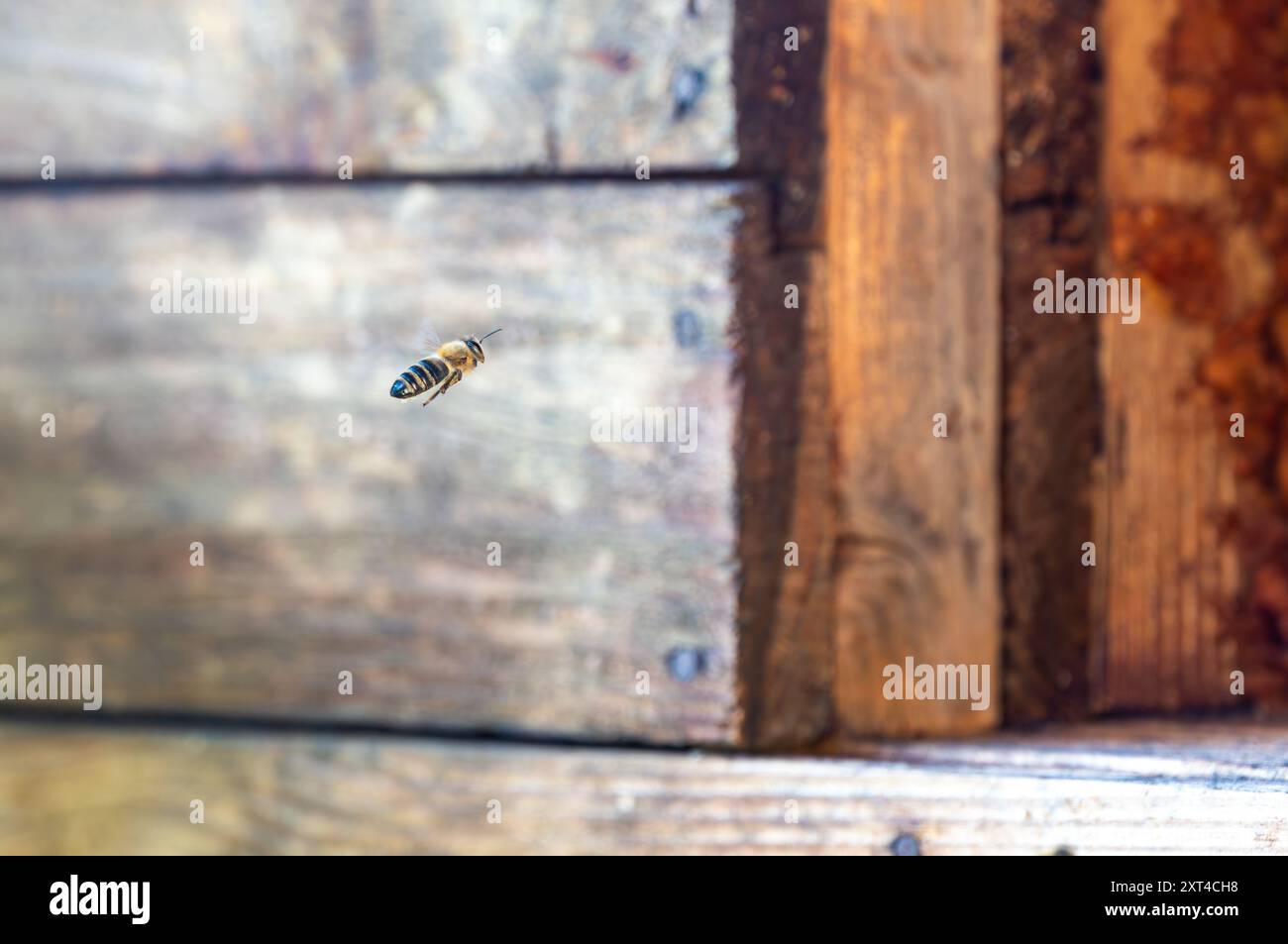 Die Honigbiene fliegt vor dem Bienenstock. Detailmakro des nützlichen Insekts. Stockfoto