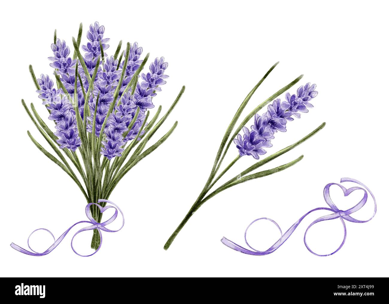 Aquarellabbildung. Lavendel, lila Blüte. Botanik, Pflanzen, Duftstoffe, Parfums, Kerzen, Aromaöle. Für Werbung, Etiketten, Logos, Textilien. Sträuße, Kränze, Zutat, Kräuter Stockfoto