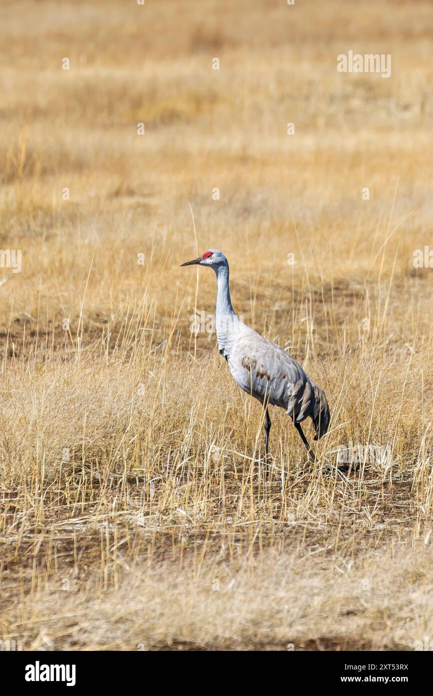 Sandhill Crane (Grus canadensis) im San Luis Valley im Monte Vista National Wildlife Refuge, Colorado, USA Stockfoto