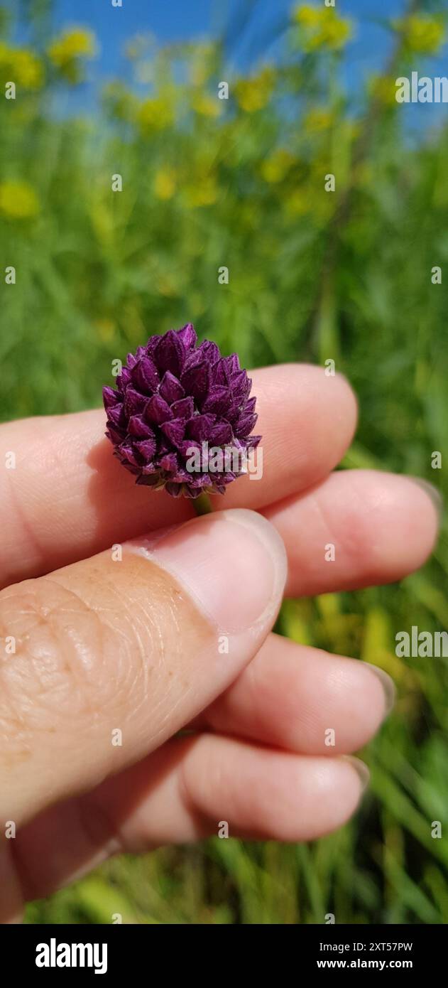 Violetter Knoblauch (Allium rotundum) Plantae Stockfoto