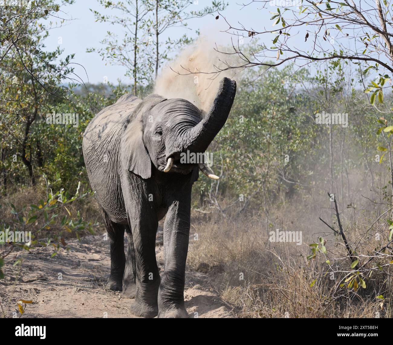 Elefant staubt sich mit dem Stamm ab, Kruger-Gebiet, Südafrika Stockfoto