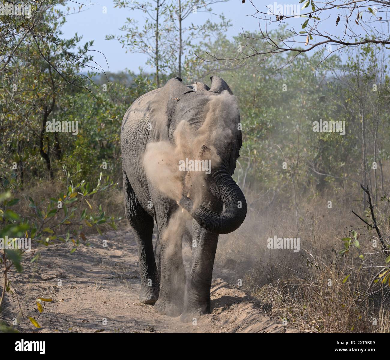 Elefant staubt sich mit dem Stamm ab, Kruger-Gebiet, Südafrika Stockfoto