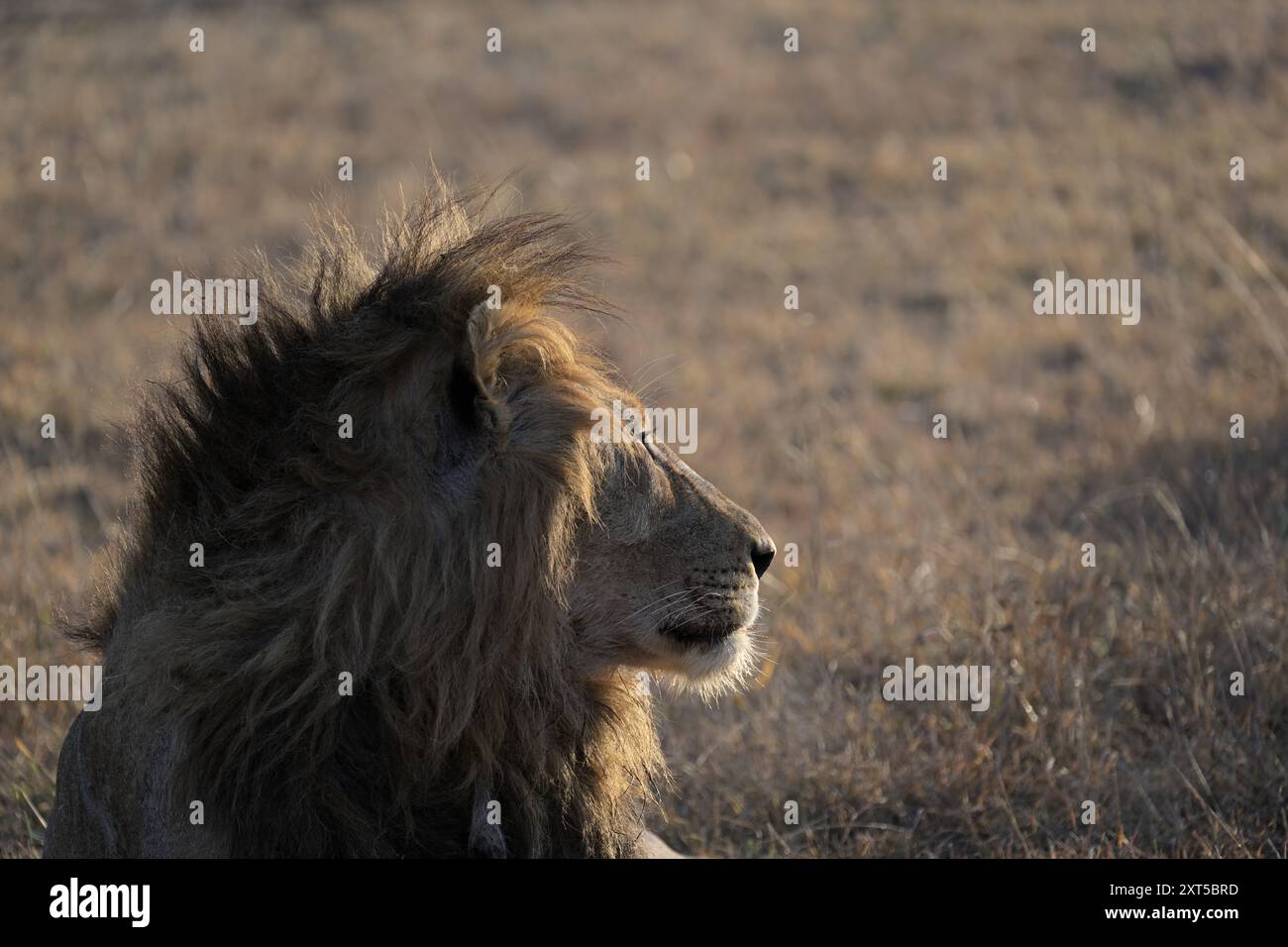 Löwenmähne, Löwenmännchen, Panthera Leo, Greater Kruger, Südafrika Stockfoto