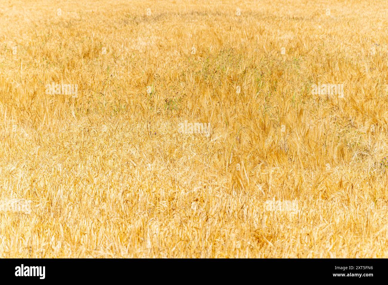 Blick auf ein reifes Sommerweizenfeld mit dem Ohr für die Ernte Stockfoto