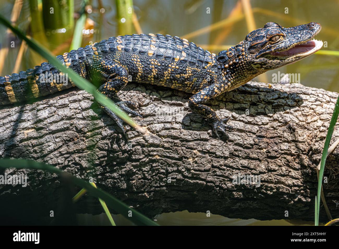 Kleiner Alligator entlang des gesunden West Orange Boardwalk am Lake Apopka im Oakland Nature Preserve in Oakland, Florida. (USA) Stockfoto