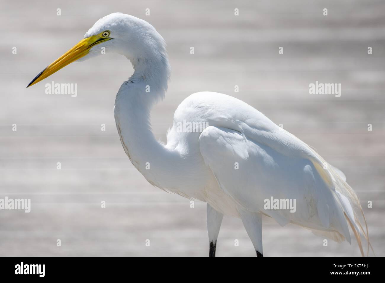 Reiher (Ardea alba) entlang des gesunden West Orange Boardwalk am Lake Apopka im Oakland Nature Preserve in Oakland, Florida. (USA) Stockfoto