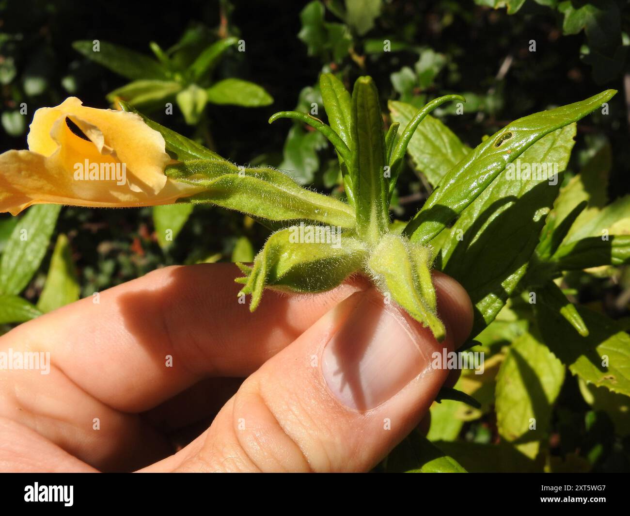 Südbuschaffenblume (Diplacus longiflorus) Plantae Stockfoto